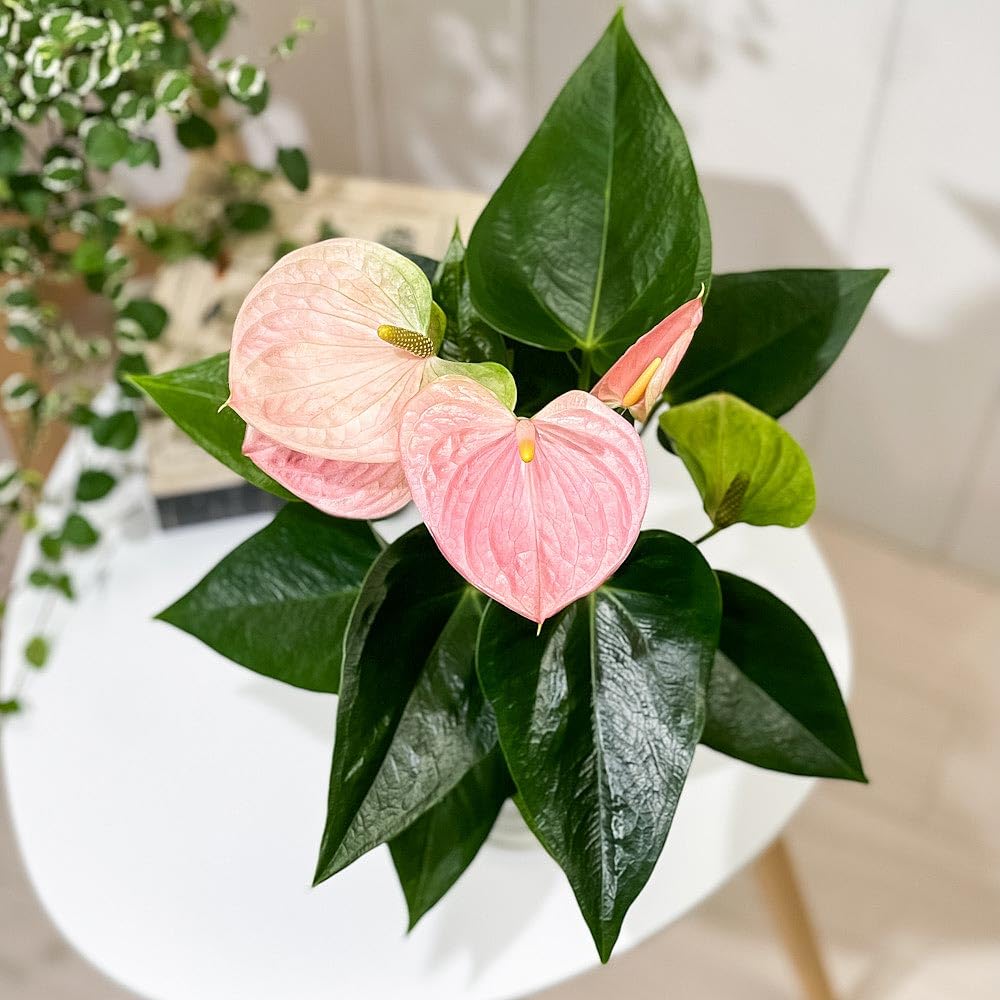 Amazon｜PLANCHU 観葉植物 アンスリウム スイートドリーム 4号鉢